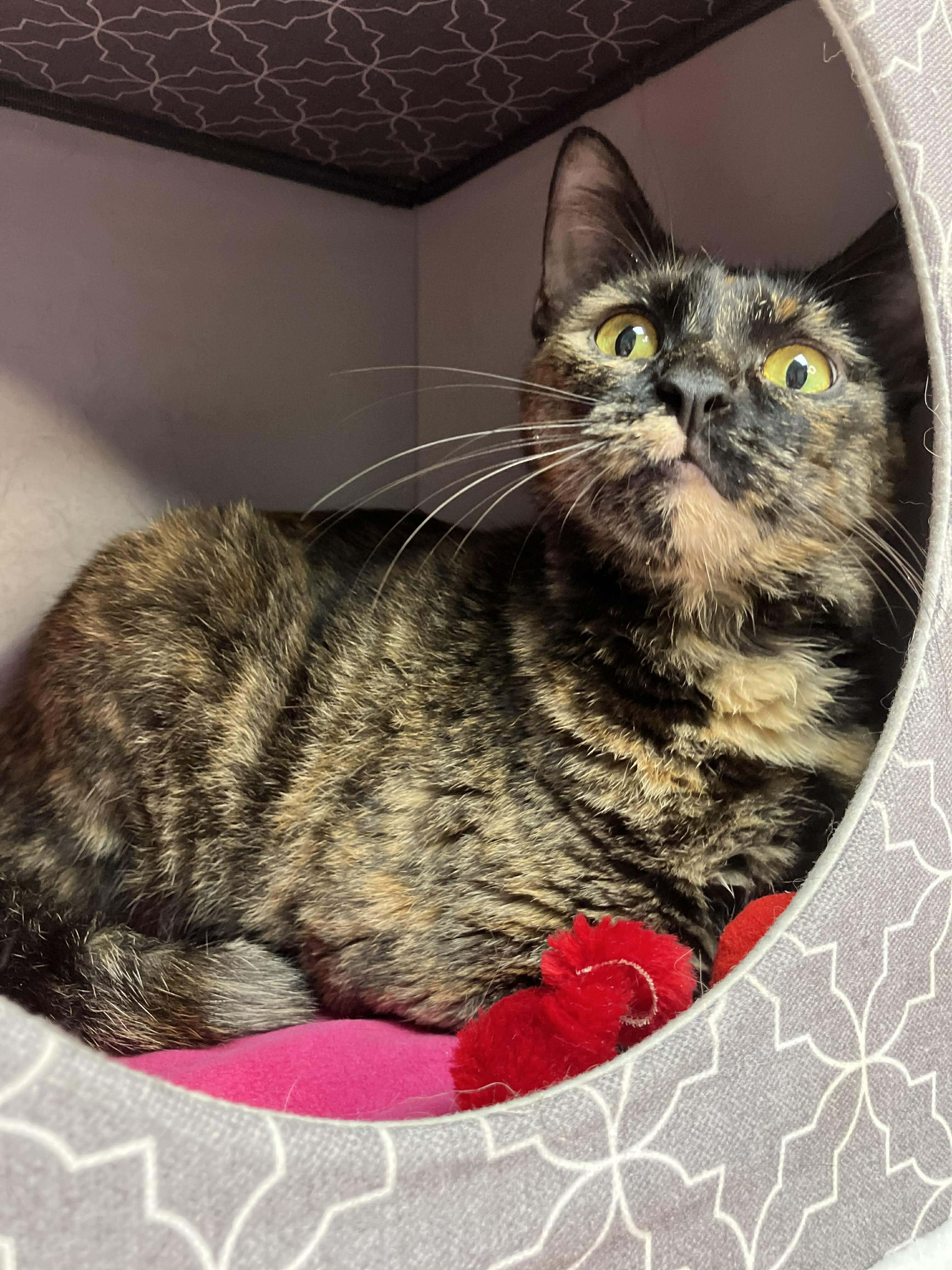 Enlarge Camilla - sweet and affectionate, a Adoptable Domestic Short Hair in Milwaukee, WI image 5/6