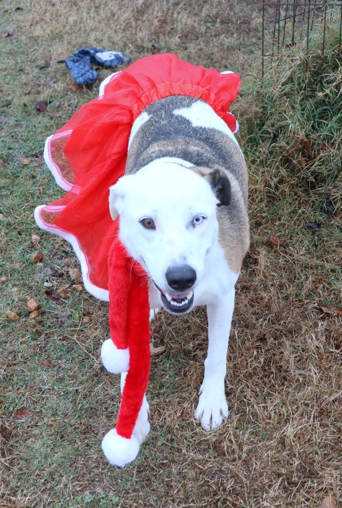 Enlarge Martina, a Adoptable Mixed Breed in Jonesboro, AR image 1/3
