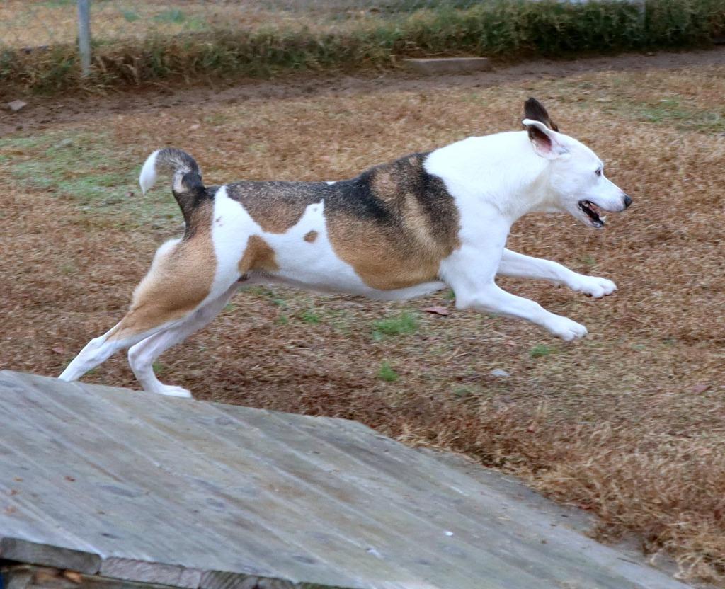Enlarge Martina, a Adoptable Mixed Breed in Jonesboro, AR image 3/3