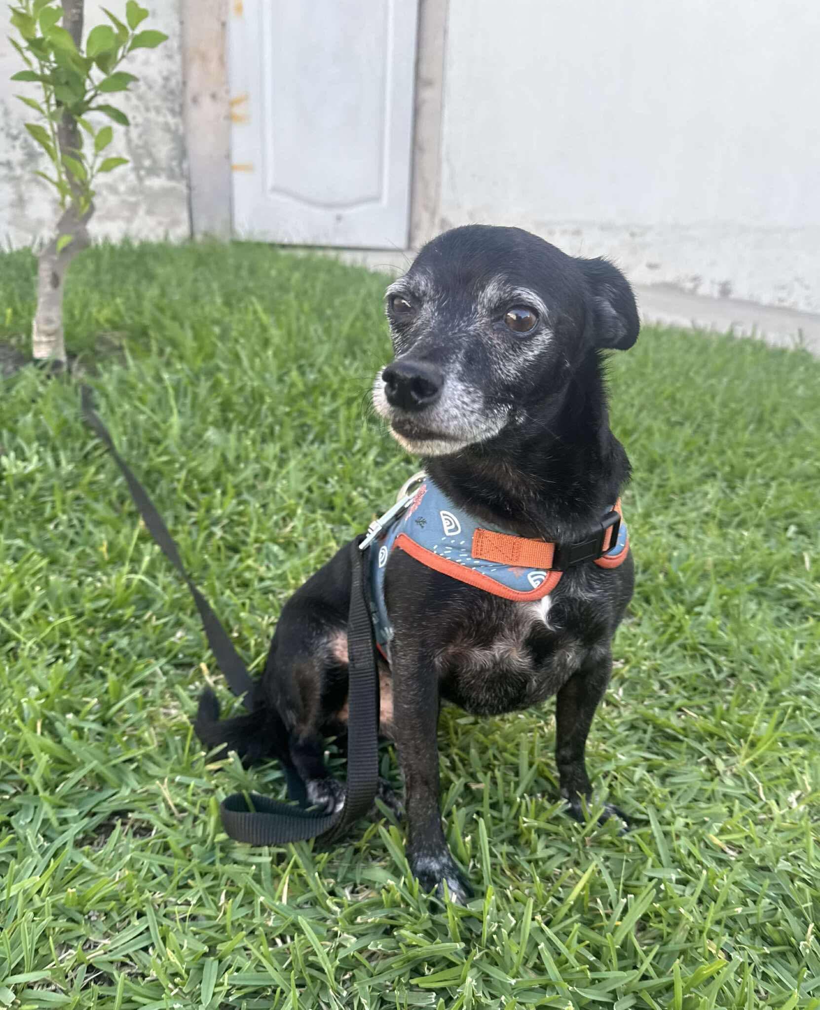 Enlarge Milo, a Adoptable mixed breed in Puyallup, WA image 1/4