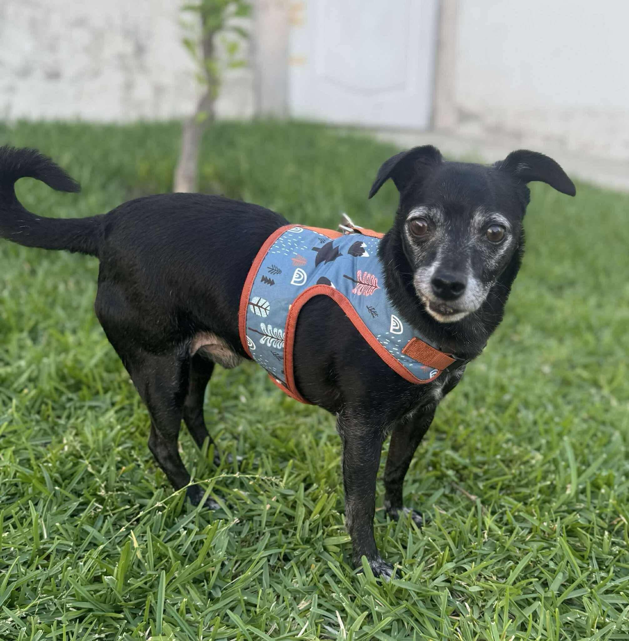 Enlarge Milo, a Adoptable mixed breed in Puyallup, WA image 4/4