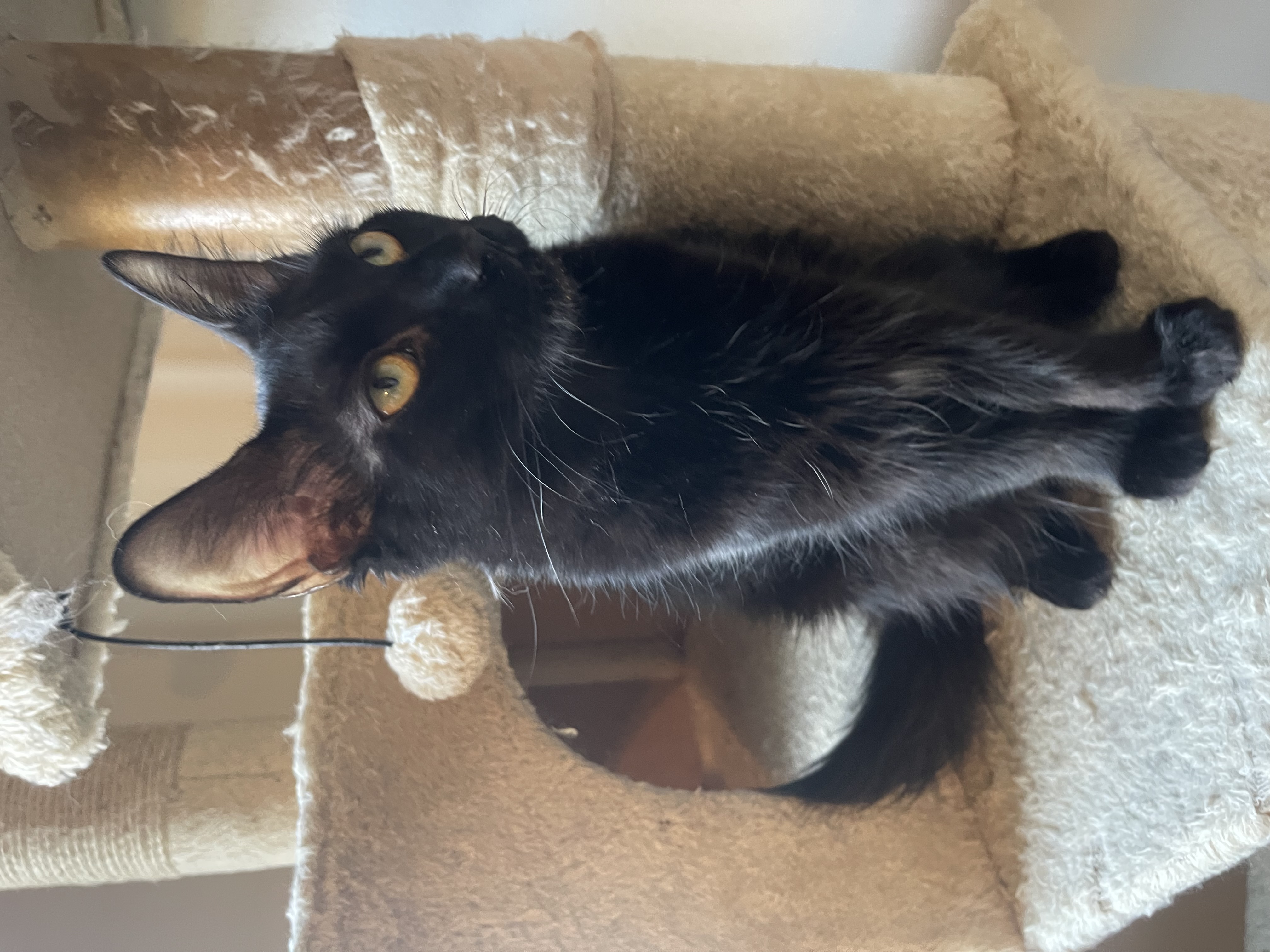 Cat for adoption Jade, a Domestic Long Hair in Auburn, GA Petfinder