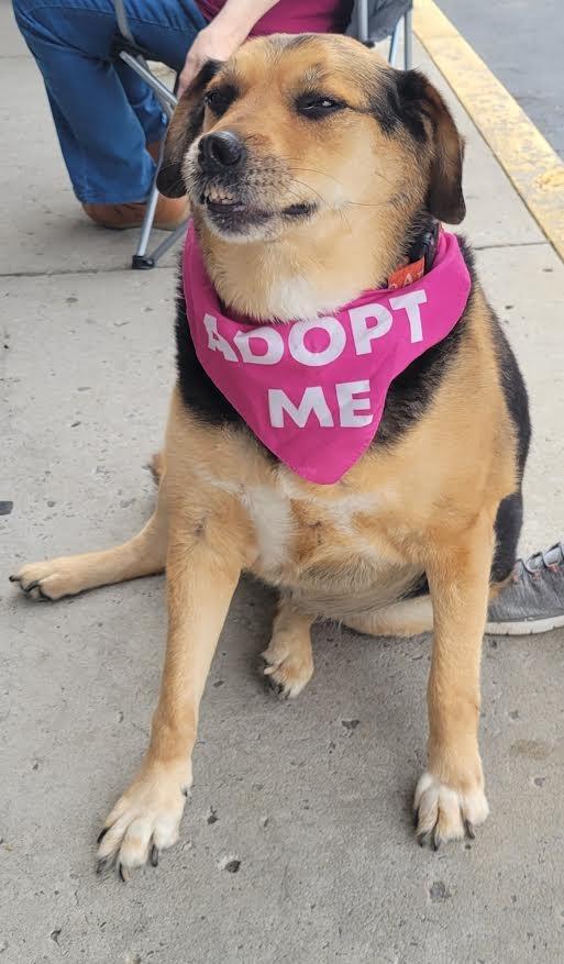 Enlarge GENESIS  (Jenny), a Adoptable mixed breed in Crossville, TN image 1/6