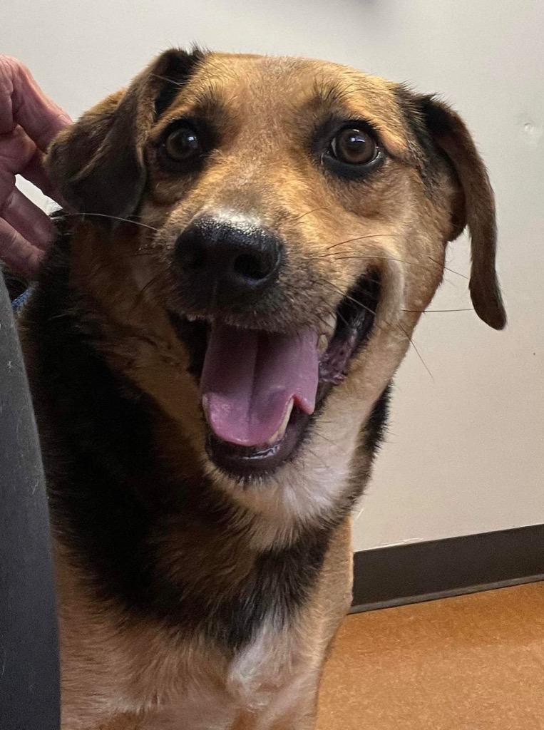Enlarge GENESIS  (Jenny), a Adoptable mixed breed in Crossville, TN image 3/6