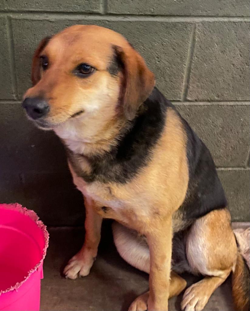 Enlarge GENESIS  (Jenny), a Adoptable mixed breed in Crossville, TN image 3/6