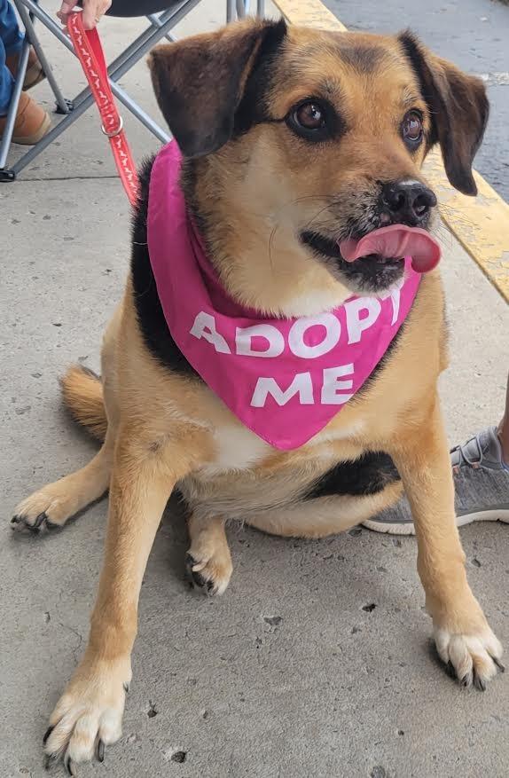Enlarge GENESIS  (Jenny), a Adoptable mixed breed in Crossville, TN image 4/6
