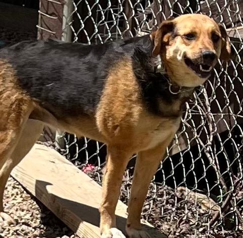 Enlarge GENESIS  (Jenny), a Adoptable mixed breed in Crossville, TN image 3/6