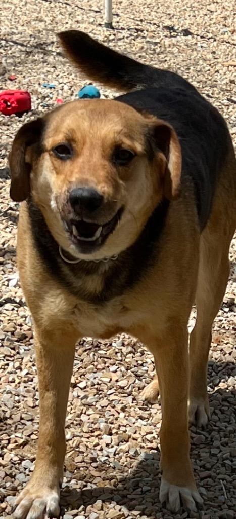 Enlarge GENESIS  (Jenny), a Adoptable mixed breed in Crossville, TN image 5/6