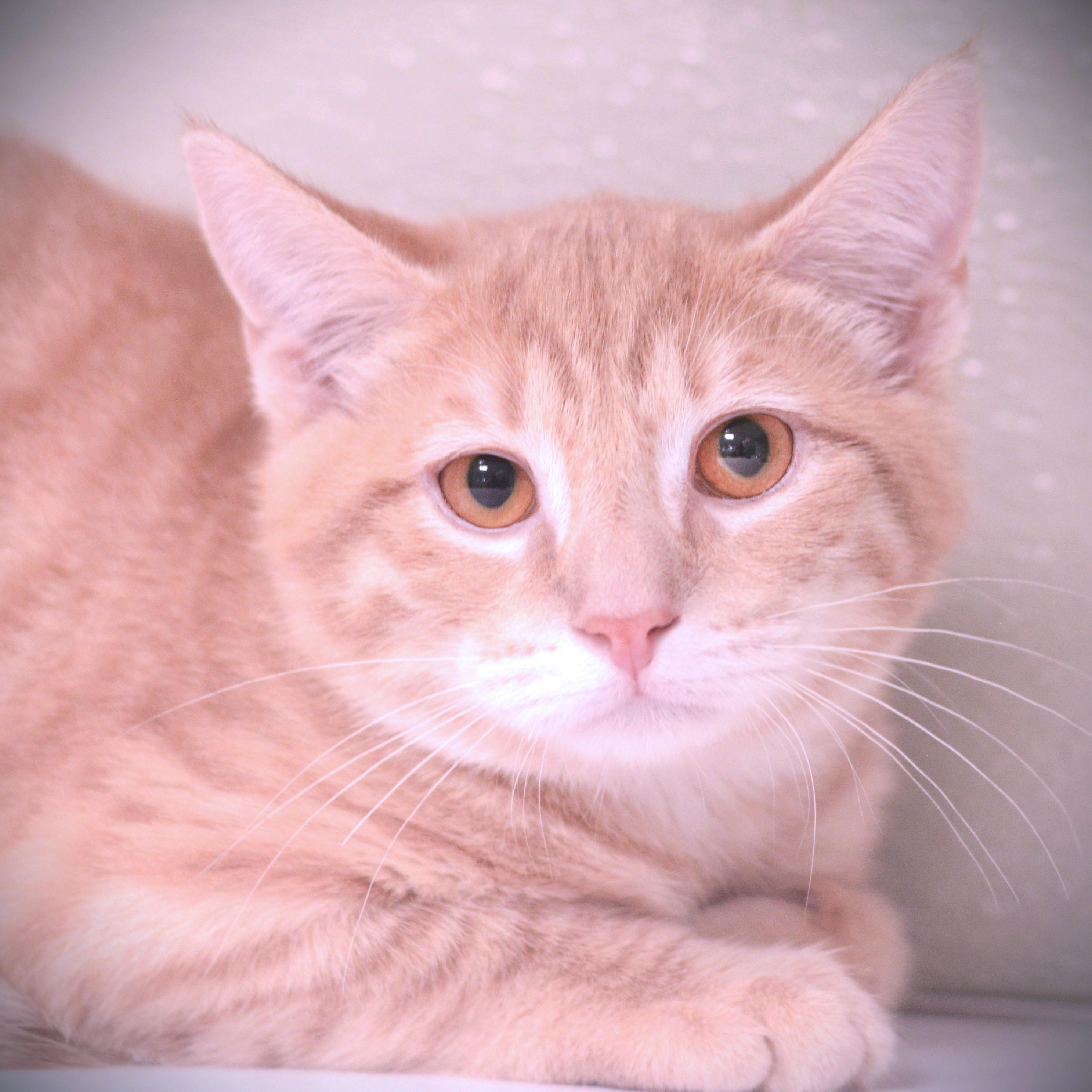 Pear, adoptable, Young Male Domestic Short Hair.