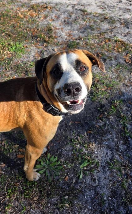 Rebel — thumbnail 2