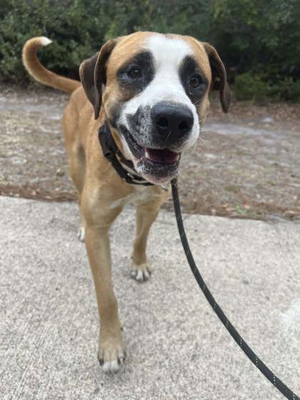 Rebel — thumbnail 3