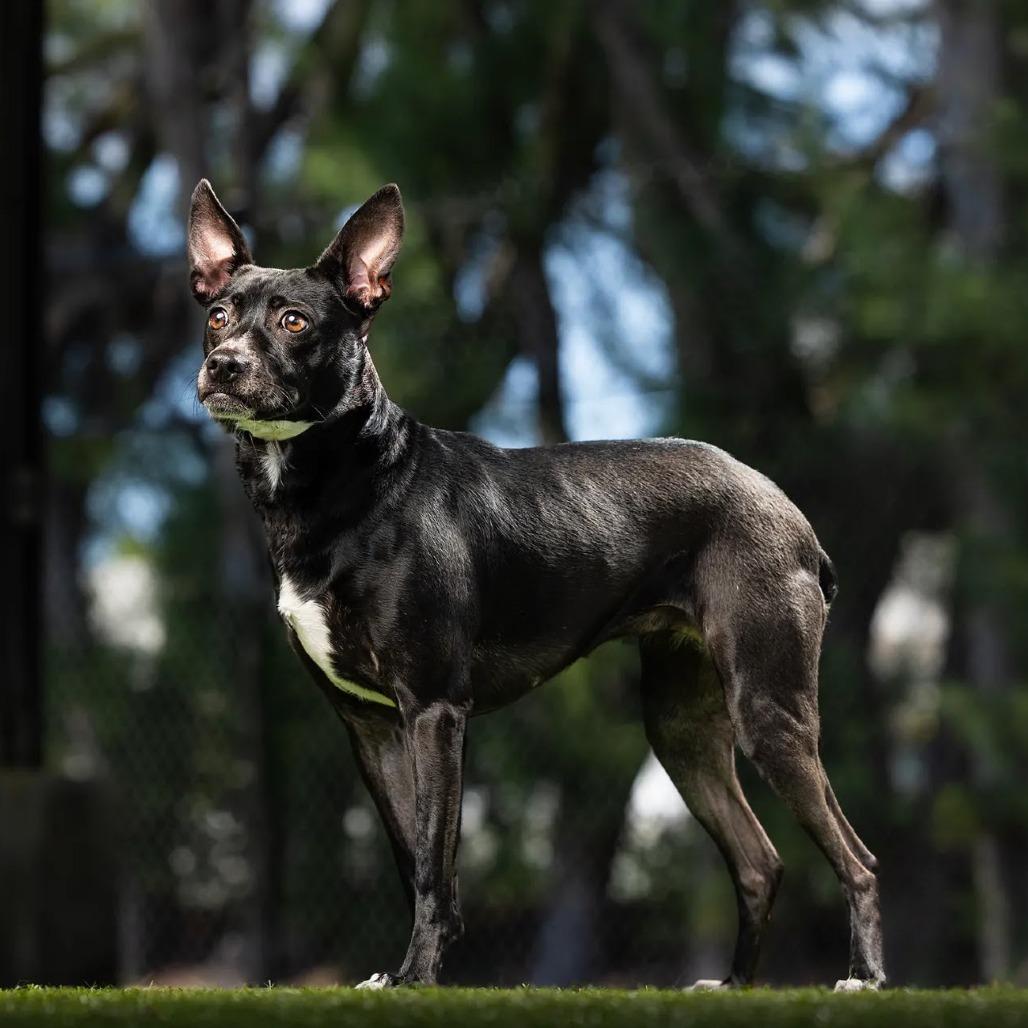 Betty Boop, Adoptable, Adult Female Rat Terrier.