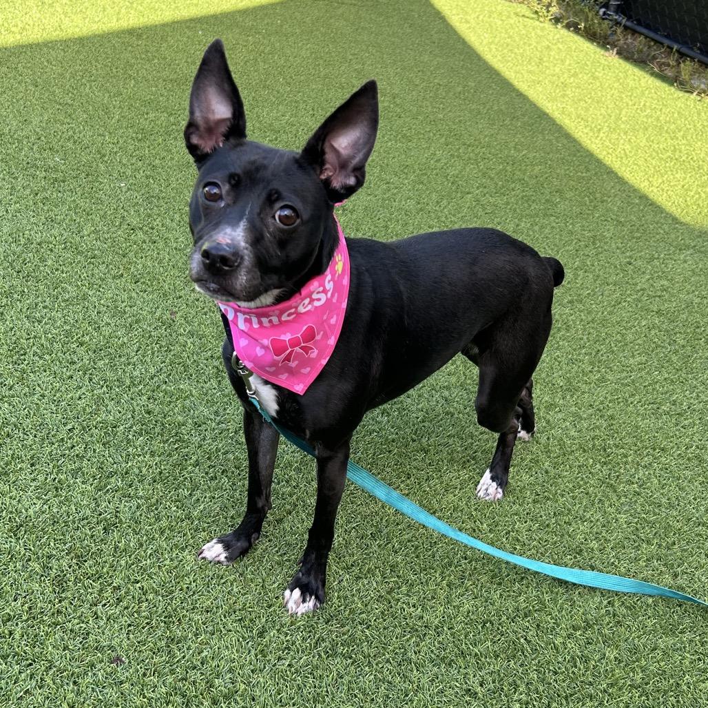 Enlarge Betty Boop, a Adoptable Rat Terrier in Jupiter, FL image 2/5