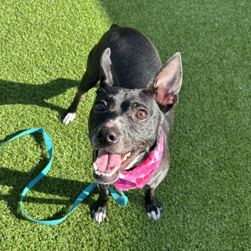 Enlarge Betty Boop, a Adoptable Rat Terrier in Jupiter, FL image 3/5