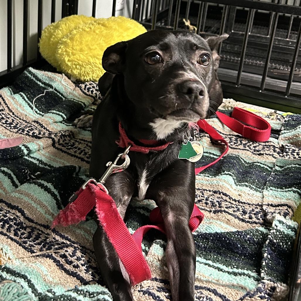 Enlarge Betty Boop, a Adoptable Rat Terrier in Jupiter, FL image 4/5