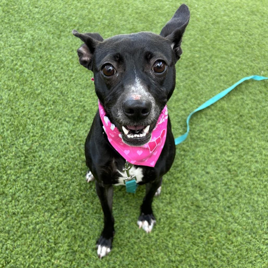 Enlarge Betty Boop, a Adoptable Rat Terrier in Jupiter, FL image 5/5