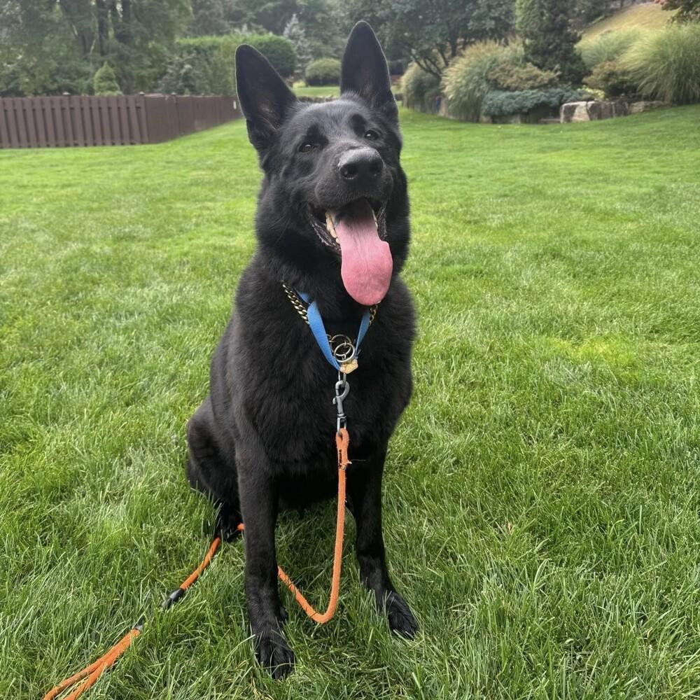 Oreo Duke thumbnail 2