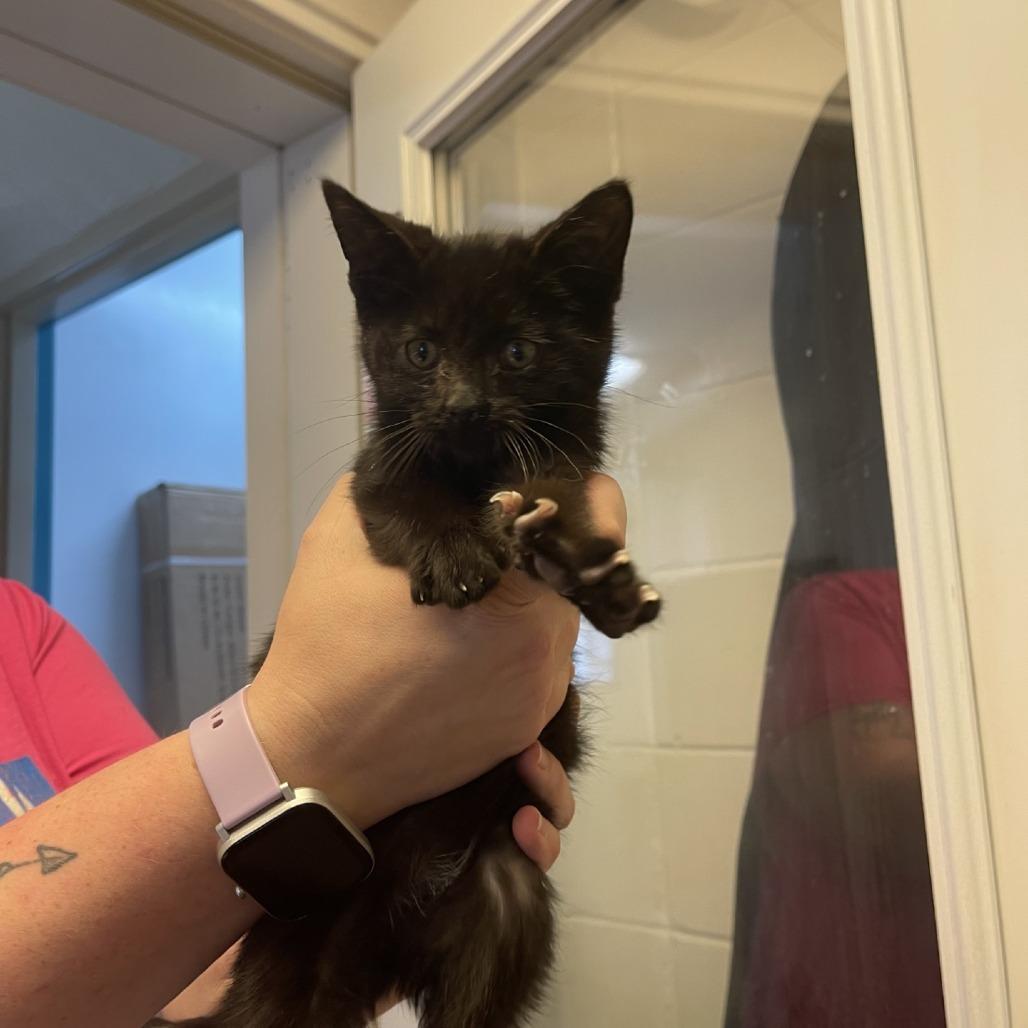 Enlarge Boo, a Adoptable Domestic Short Hair in Albert Lea, MN image 1/1