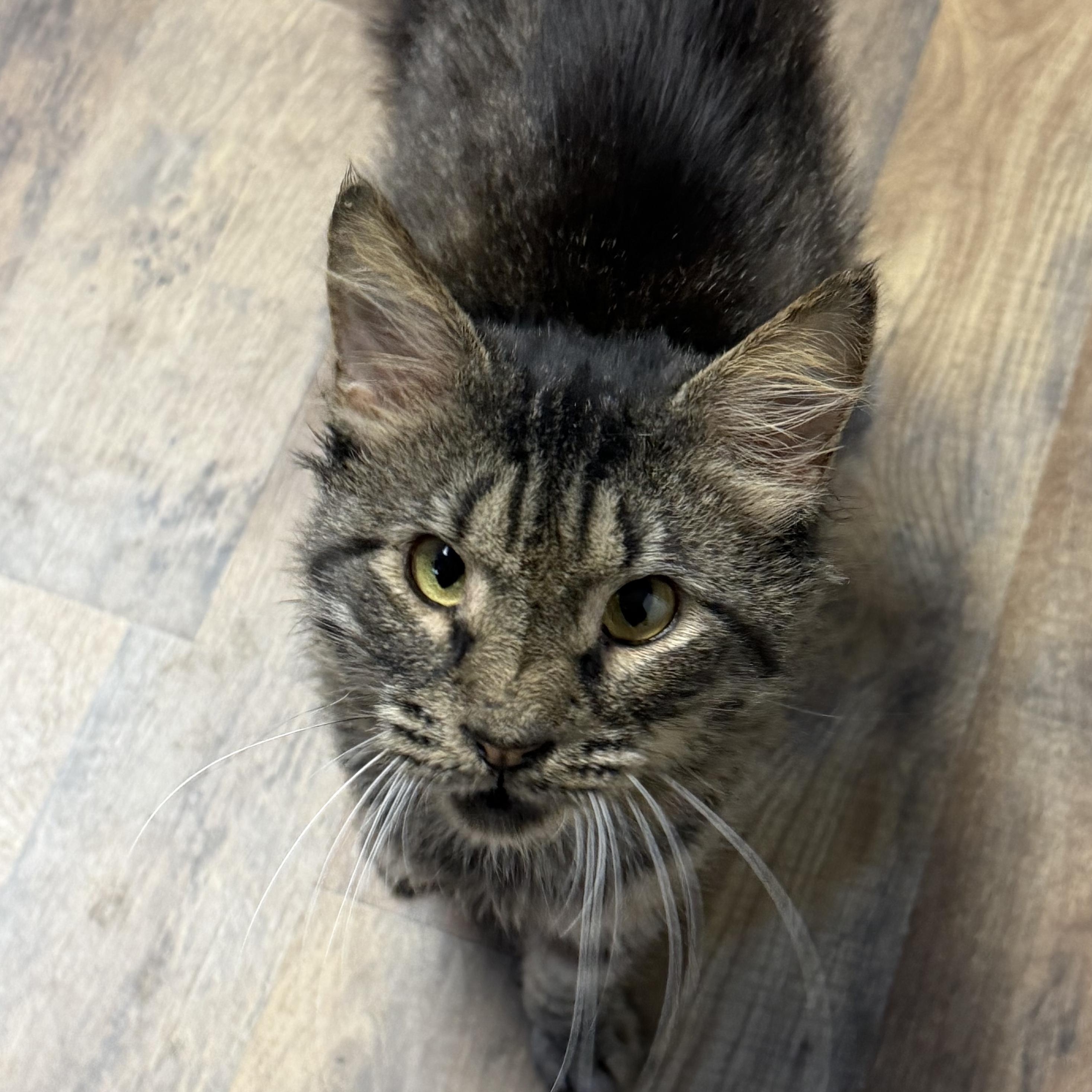 Marshall, Adoptable, Adult Male Domestic Medium Hair.