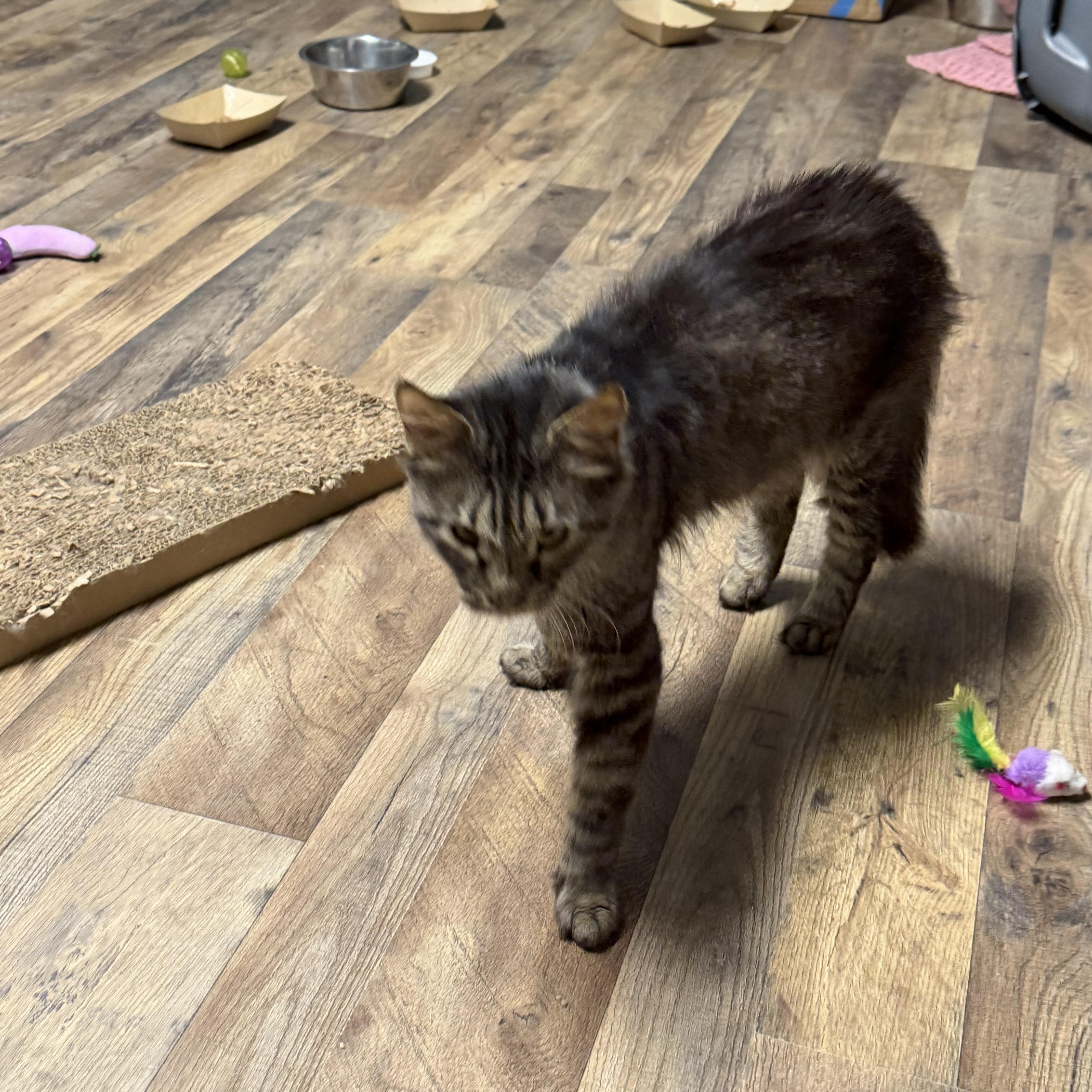 Enlarge Marshall, a Adoptable Domestic Medium Hair in Pottsville, PA image 3/3