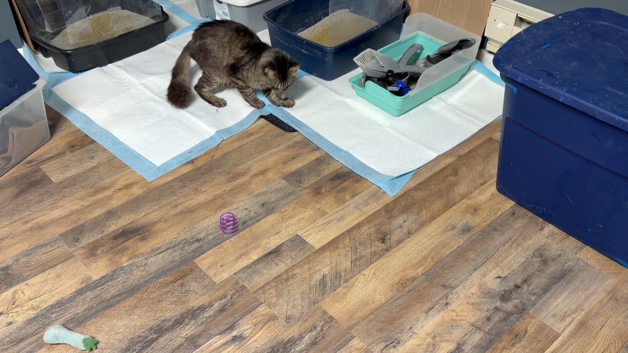 Enlarge Marshall, a Adoptable Domestic Medium Hair in Pottsville, PA video 2/3