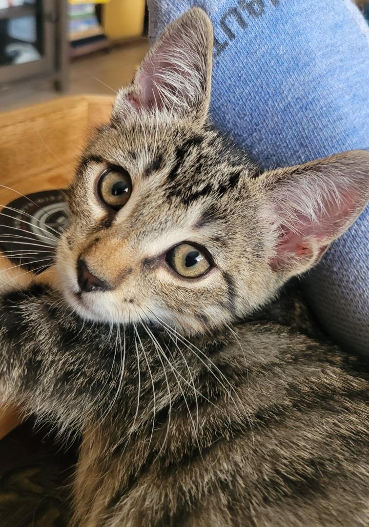 Lentil, a ADOPTABLE Domestic Short Hair in San Diego, CA image 3/4