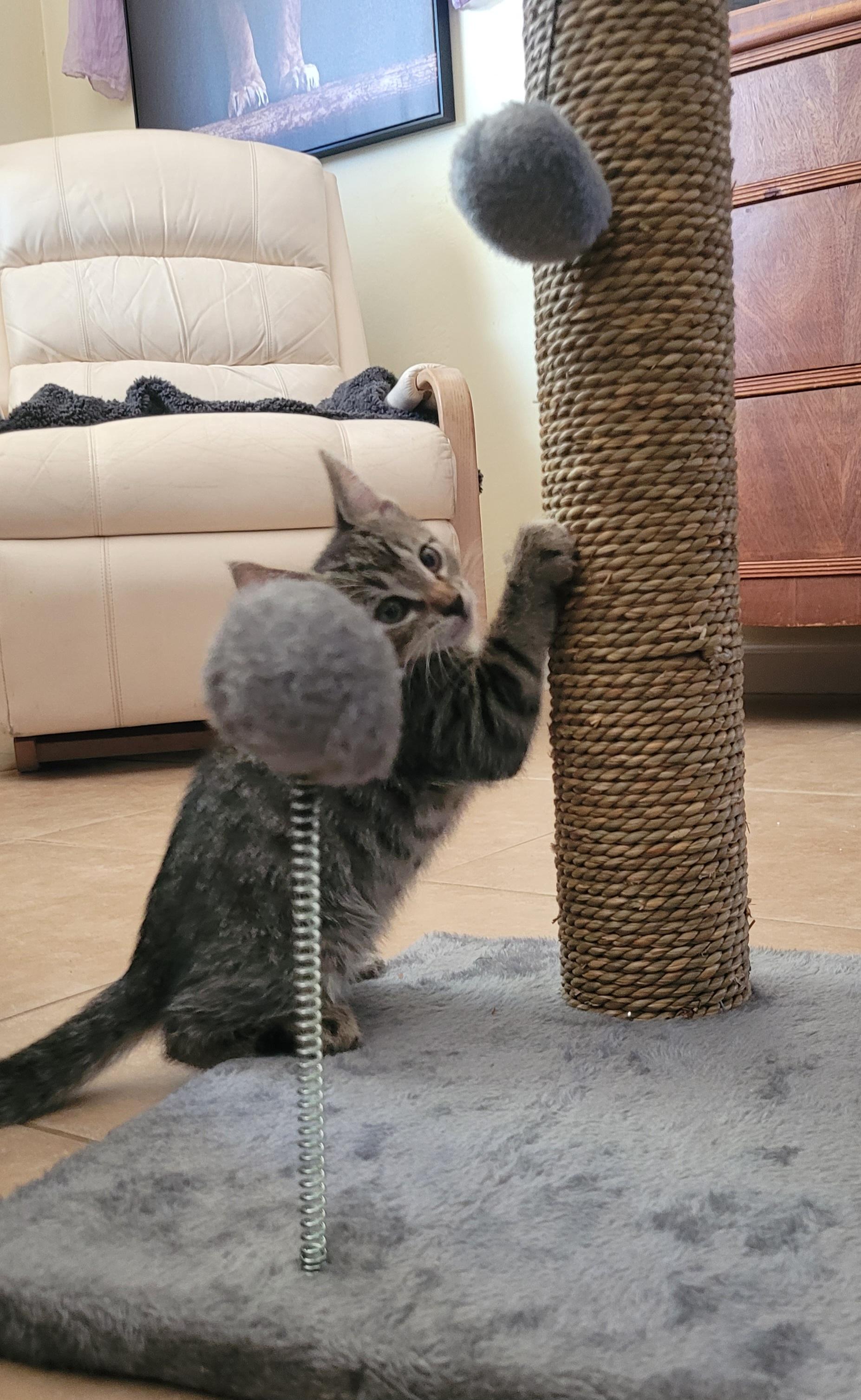 Lentil, a ADOPTABLE Domestic Short Hair in San Diego, CA image 2/4