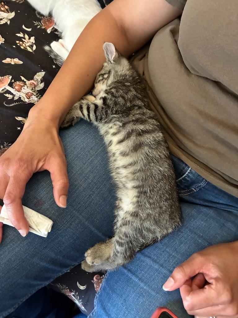 Lentil, ADOPTABLE, Kitten Male Domestic Short Hair.