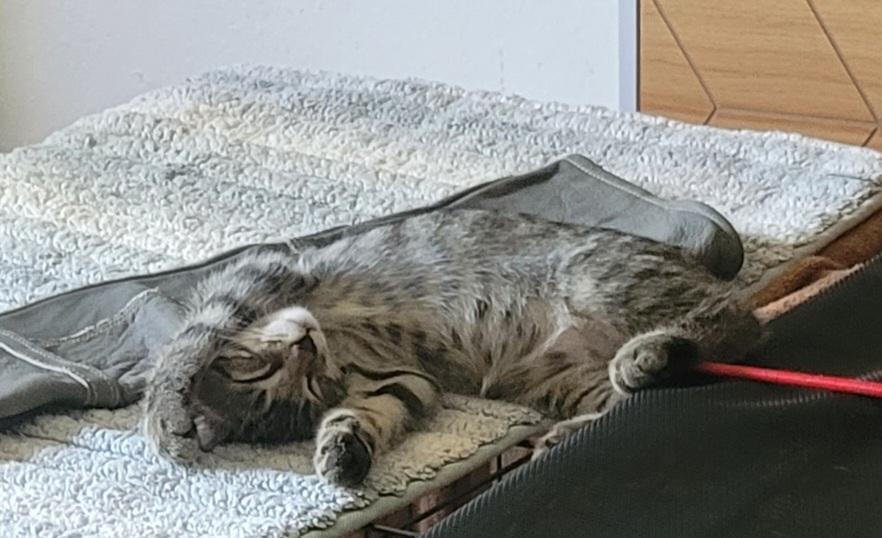 Lentil, a ADOPTABLE Domestic Short Hair in San Diego, CA image 4/4
