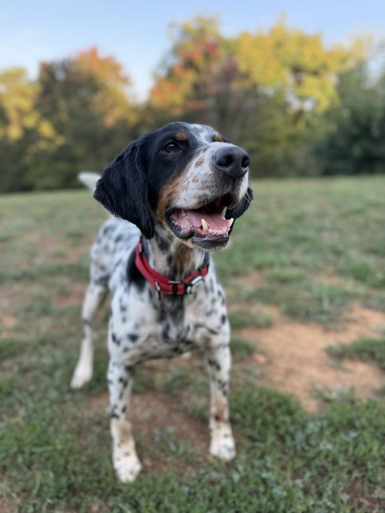Jett, Adoptable, Adult Male English Setter.