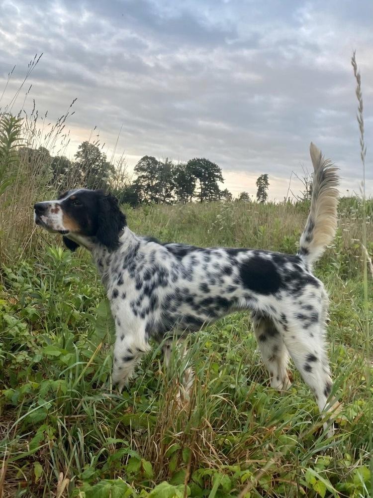 Enlarge Jett, a Adoptable English Setter in Hilliard, OH image 2/6