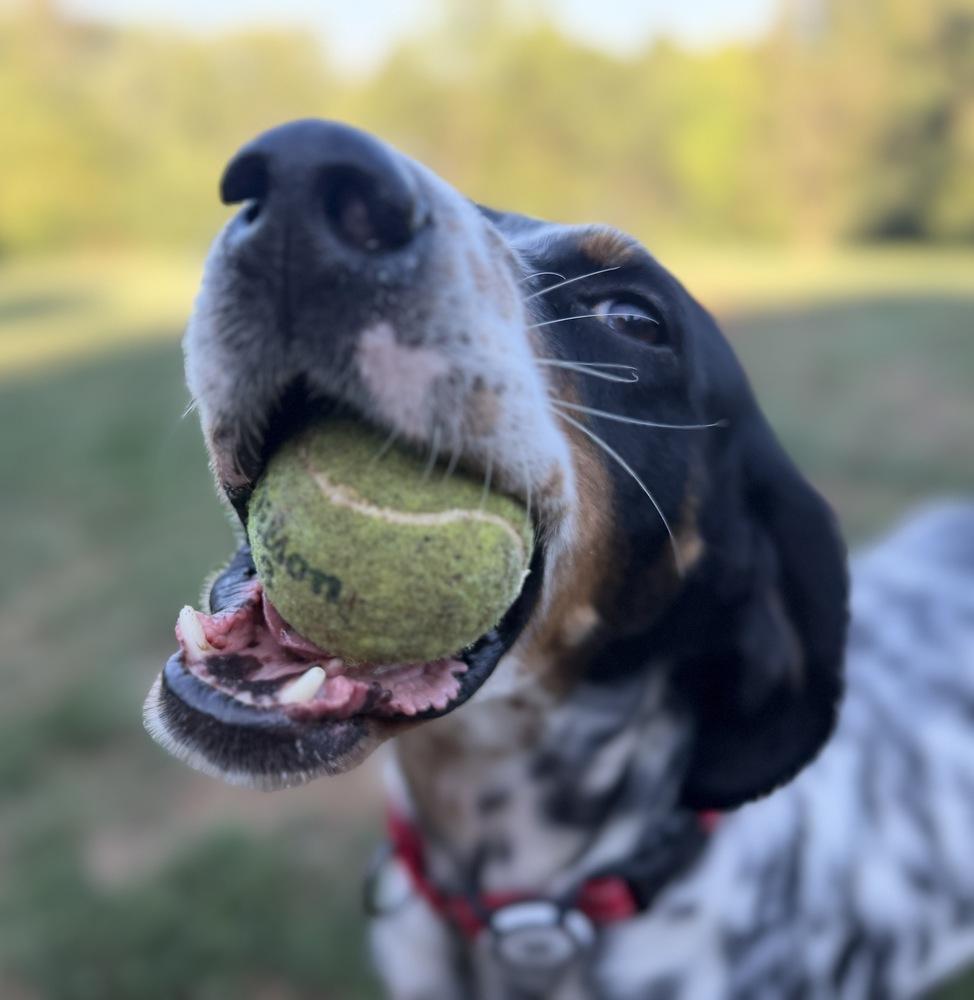 Enlarge Jett, a Adoptable English Setter in Hilliard, OH image 3/6