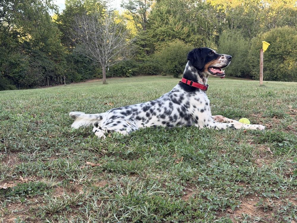 Enlarge Jett, a Adoptable English Setter in Hilliard, OH image 4/6