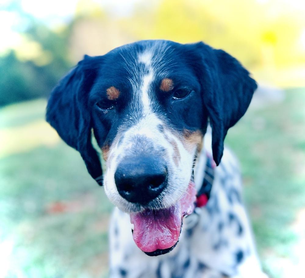 Enlarge Jett, a Adoptable English Setter in Hilliard, OH image 5/6