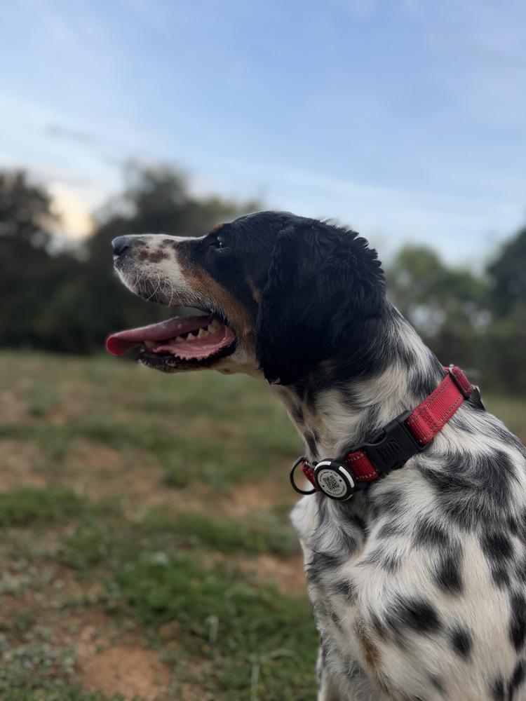 Enlarge Jett, a Adoptable English Setter in Hilliard, OH image 6/6