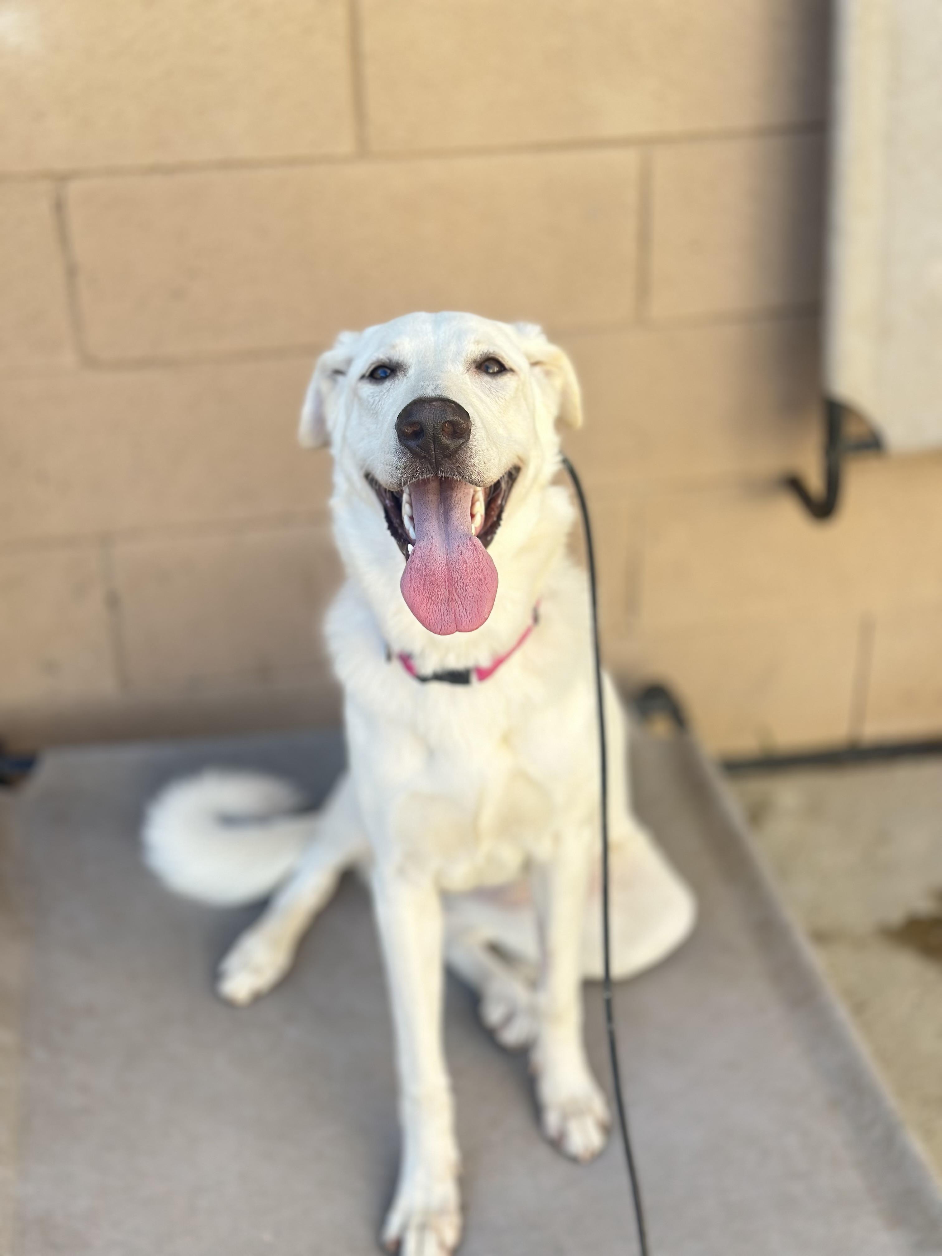 Blanka, Adoptable, Young Female German Shepherd Dog & Labrador Retriever.