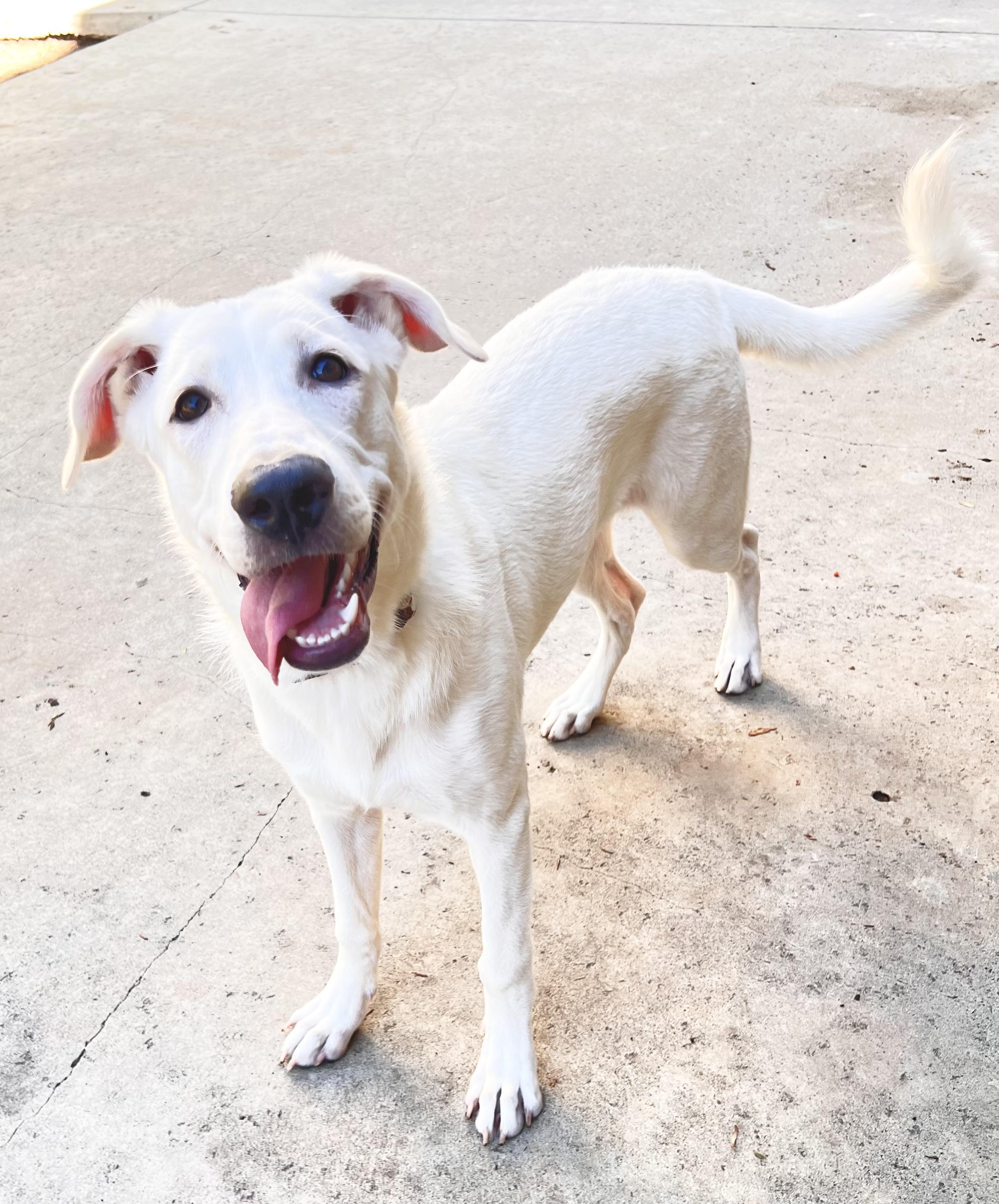 Enlarge Blanka, a Adoptable mixed breed in Encino, CA image 2/3