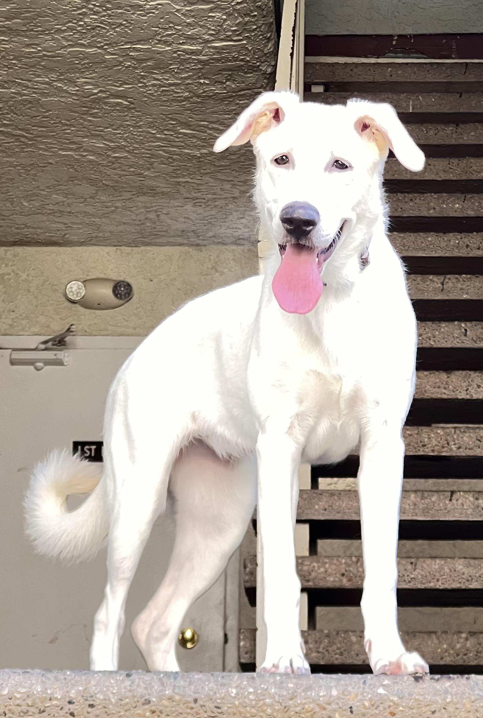 Enlarge Blanka, a Adoptable mixed breed in Encino, CA image 3/3