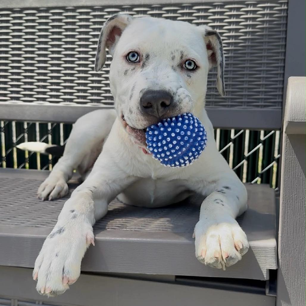 Enlarge Houlihan, a Adoptable Mixed Breed in Walnut Cove, NC image 1/6