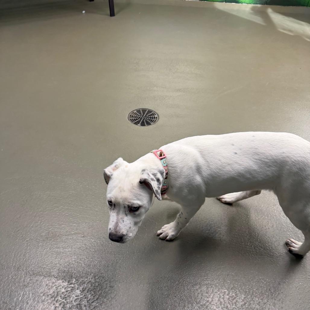 Enlarge Houlihan, a Adoptable Mixed Breed in Walnut Cove, NC image 2/6