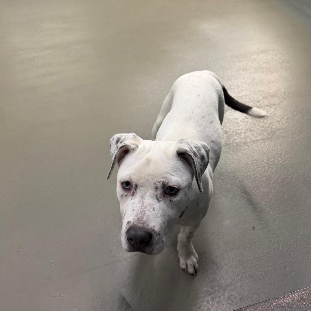 Enlarge Houlihan, a Adoptable Mixed Breed in Walnut Cove, NC image 3/6