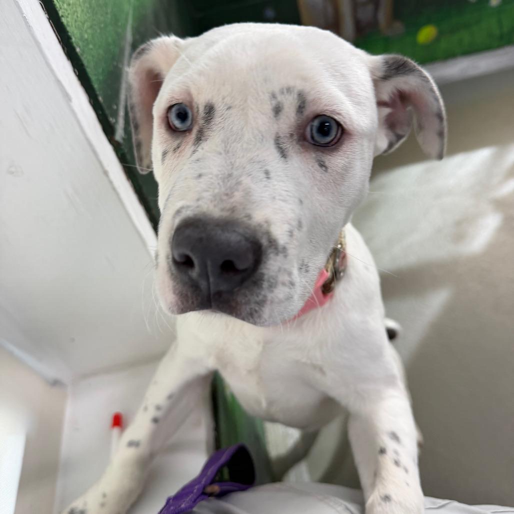 Enlarge Houlihan, a Adoptable Mixed Breed in Walnut Cove, NC image 4/6