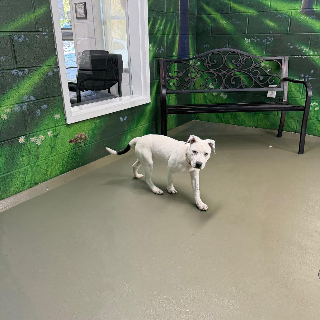 Enlarge Houlihan, a Adoptable Mixed Breed in Walnut Cove, NC image 5/6