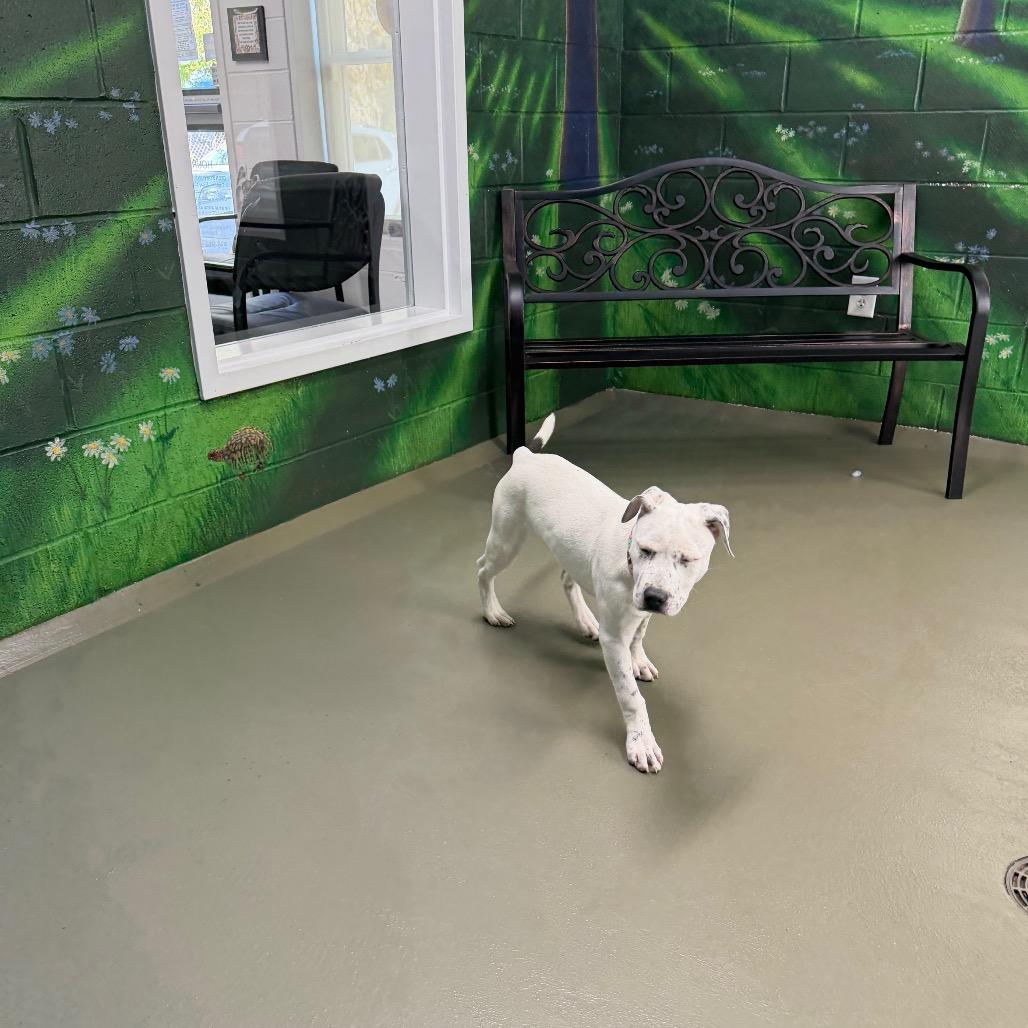 Enlarge Houlihan, a Adoptable Mixed Breed in Walnut Cove, NC image 6/6