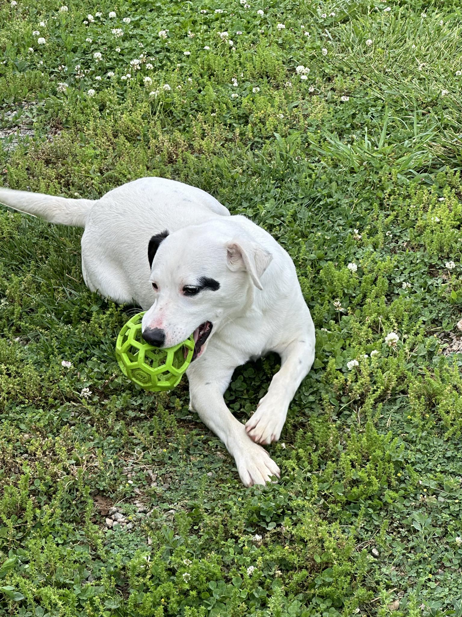 SUSIE ...... Fee Sponsorship , a Adoptable mixed breed in Byrdstown, TN image 4/6