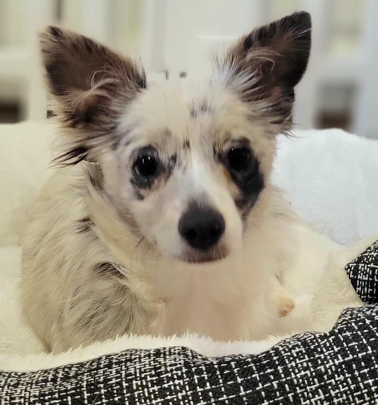 Enlarge Sunshine, an adopted mixed breed in Elwood, NJ image 3/5