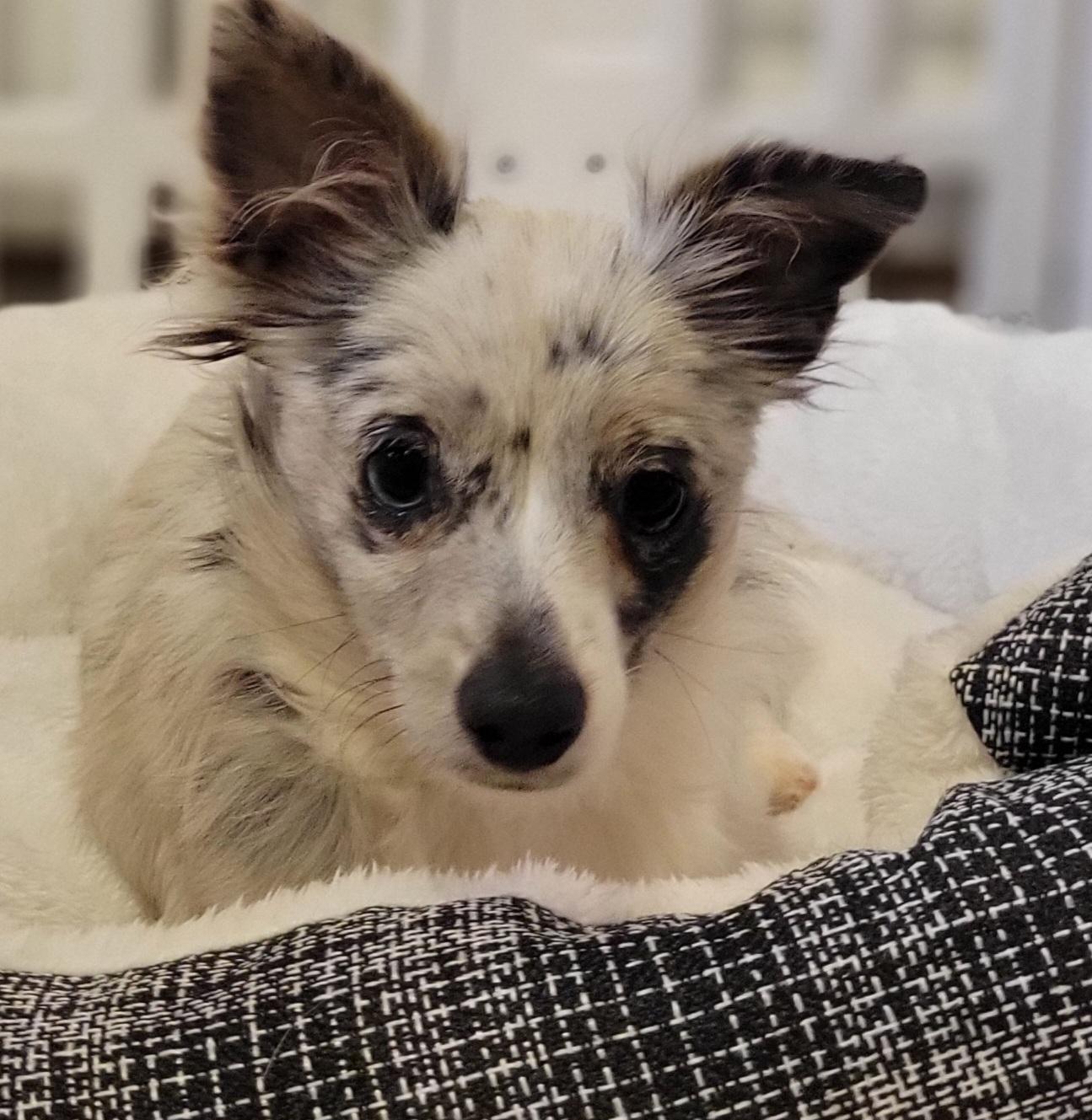 Enlarge Sunshine, an adopted mixed breed in Elwood, NJ image 2/5