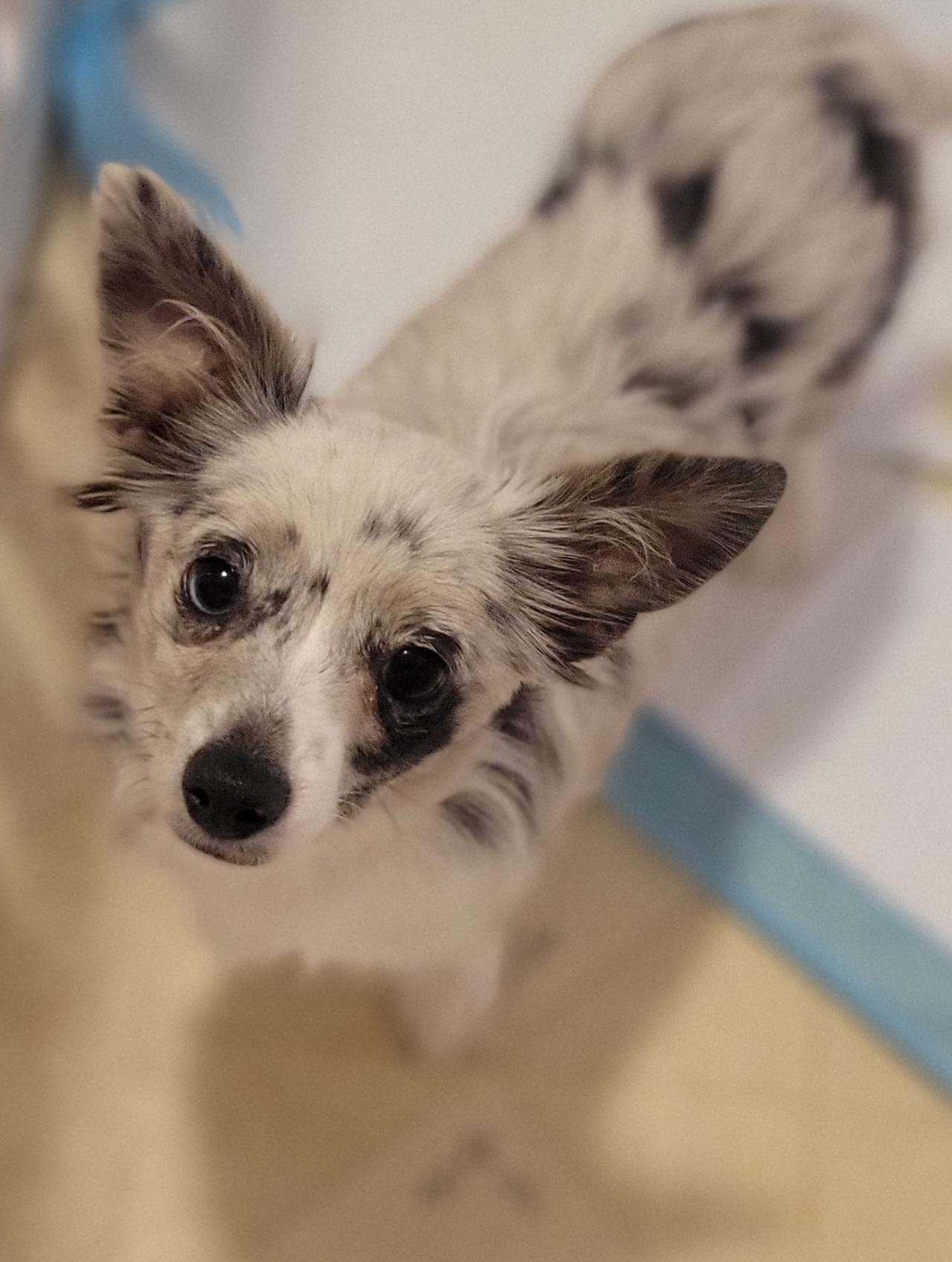 Enlarge Sunshine, an adopted mixed breed in Elwood, NJ image 5/5