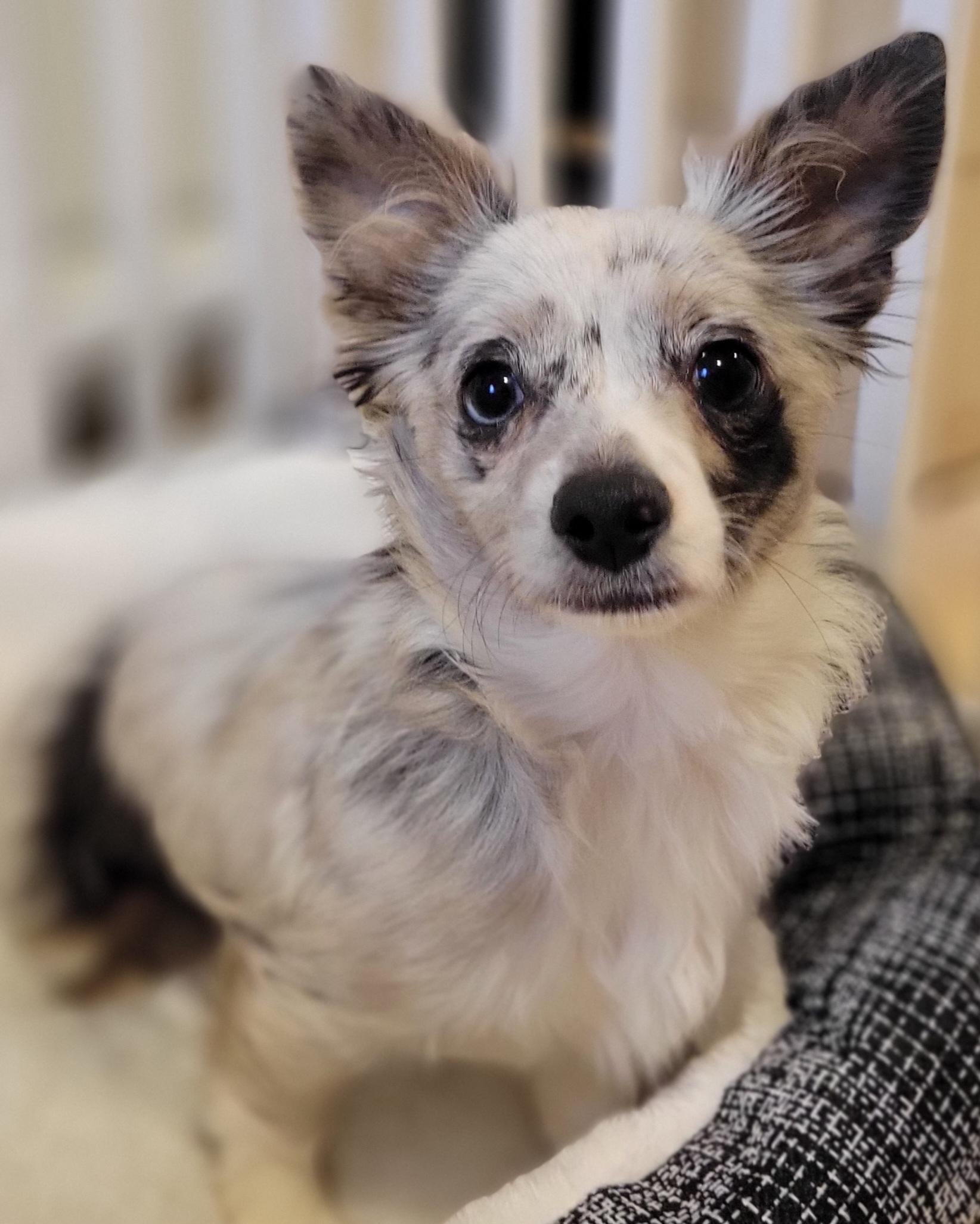 Sunshine, adopted, Puppy Female Chihuahua.