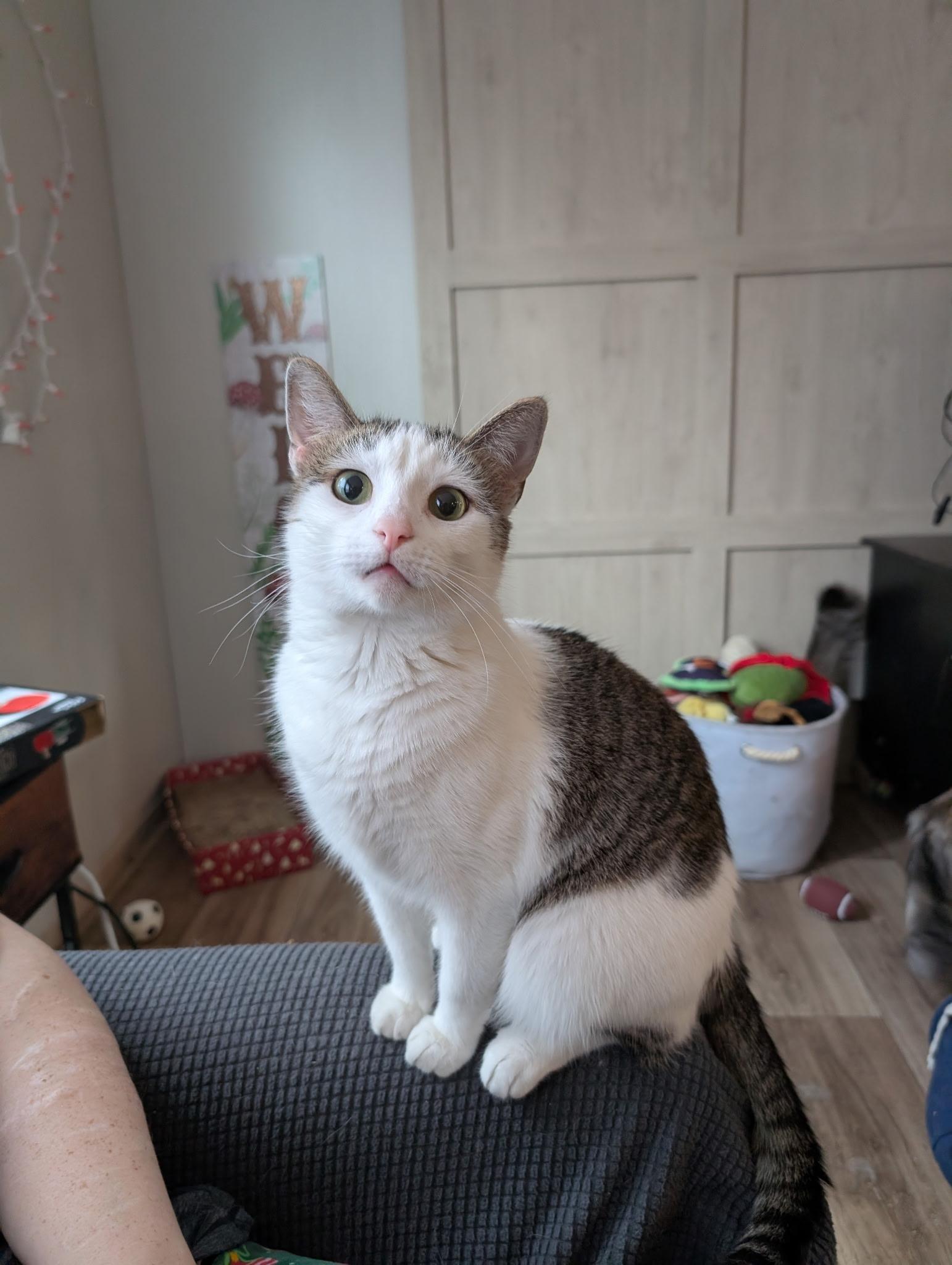 Enlarge Lyla, an adopted Domestic Short Hair in Woburn, MA image 1/3